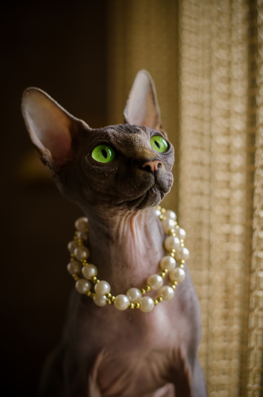 Кот. Просто кот