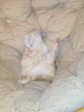 Котовторник