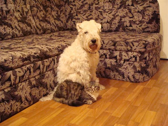 О кошачьих кличках.