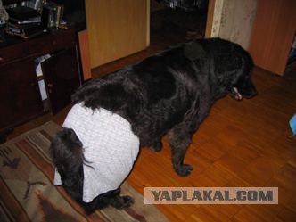 Собакочетверг