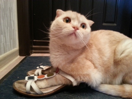 Котовторник 28.07.2015