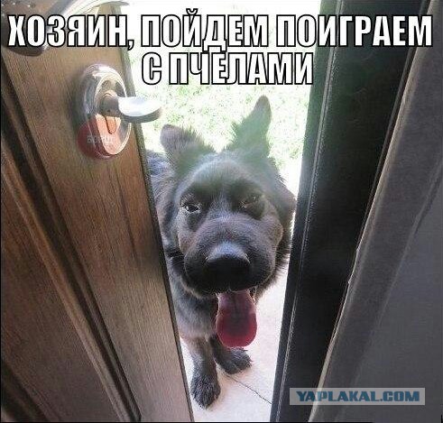 Картинки. Из тырнета