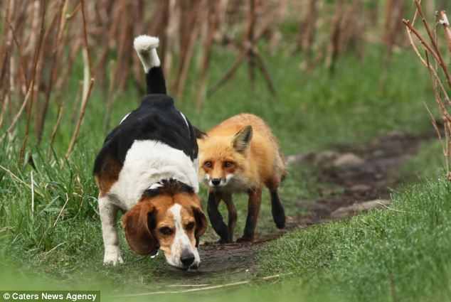 Неприятности с собаками