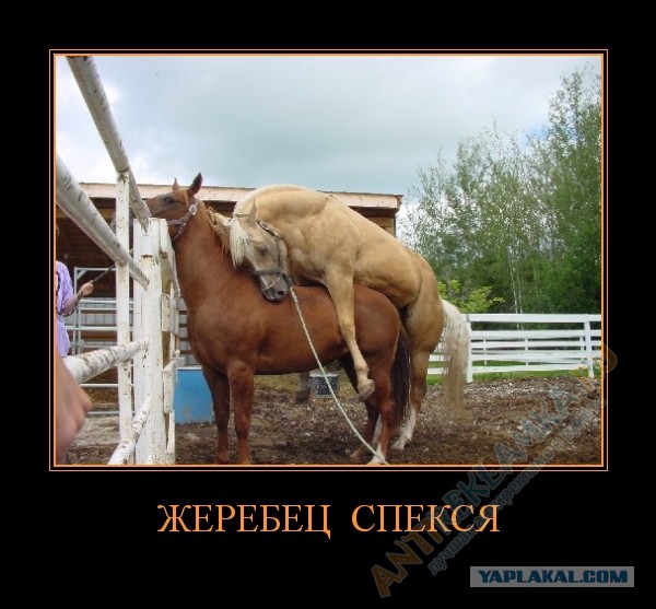 Коротко о бабах