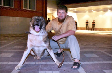 «Если бы не демократия»: моськи и овчарки Кадырова