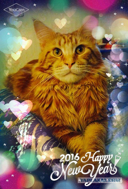 Котовторник 19.01.2016