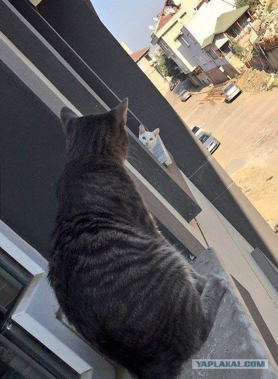 Коты в засаде