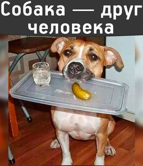 Фотограммы #да ты упоротый штоле? #немншк