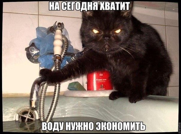 Мохнатые беспредельщики