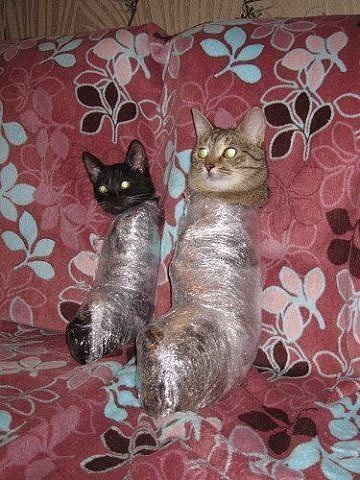 Мохнатые беспредельщики