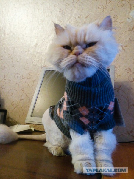 Котовторник 08.11.2016