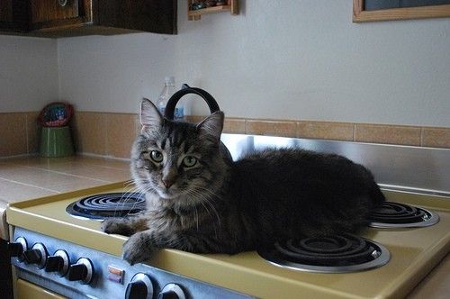 Коты из сети
