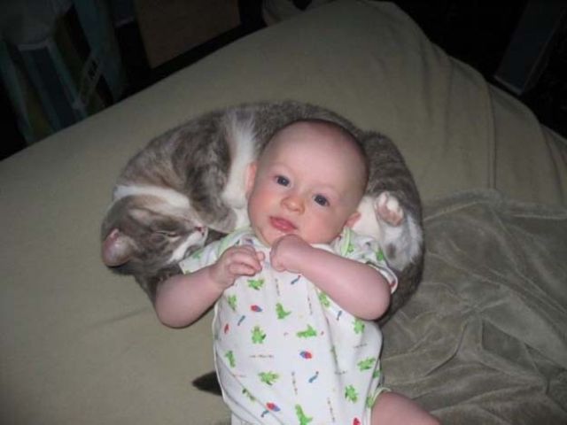 Коты из сети