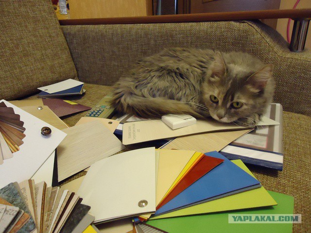20 мест, в которых не должно было быть кота, но вот он