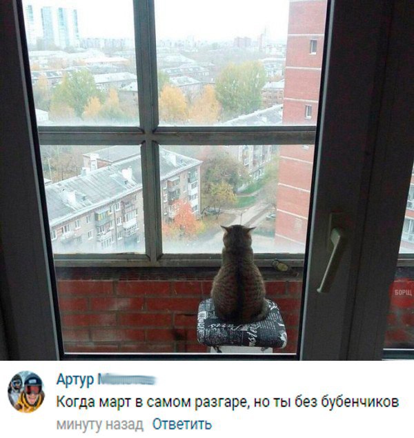 Коты и Кошки