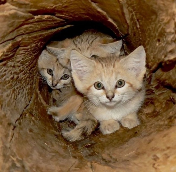 Коты и Кошки