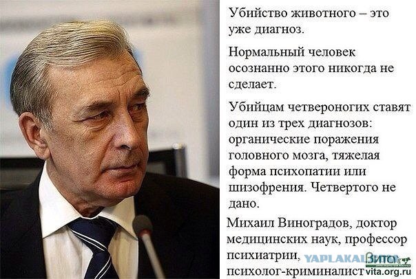 Живодеры устроили в Сети реалити-шоу, где жизнь котенка зависит от числа лайков