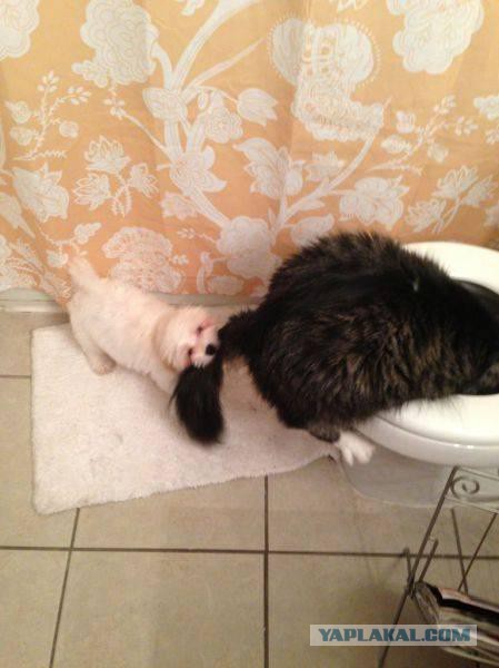 Котовторник 04.07.17