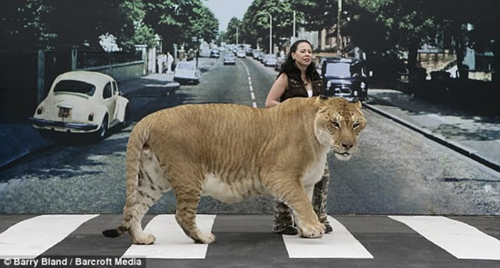 Крупнейшая в мире кошка (6 фото)