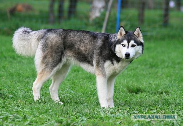 Собакосреда:) Съедим кошек:)