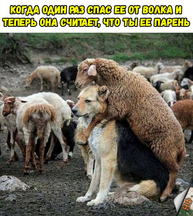 Милые животные. Мимиметр сломался