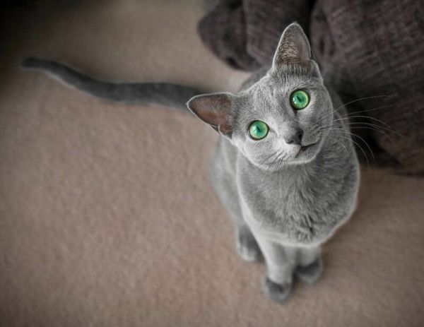 Забавные фото котеек