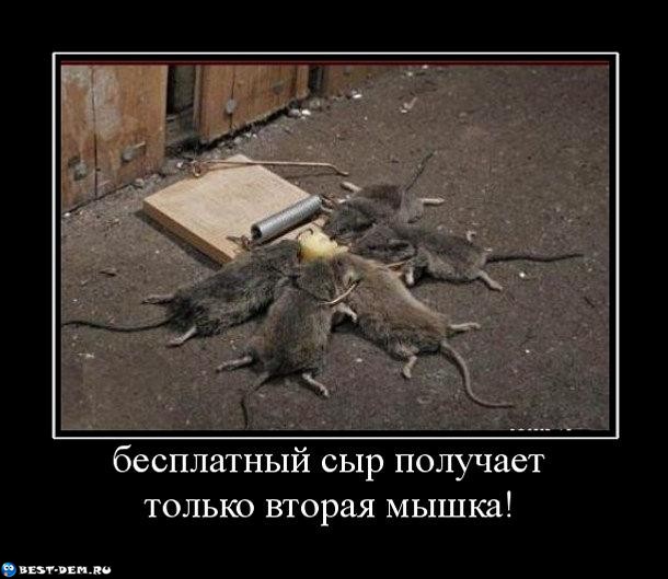 Две бесплатно