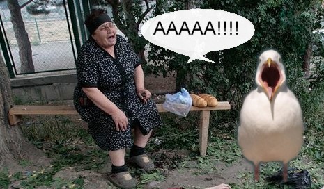 Чайка из Алькатраца