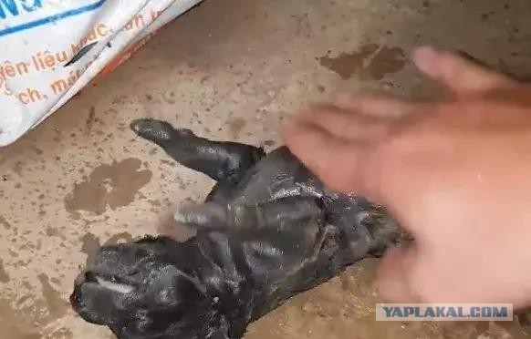 Люди увидели, как собака рыла наполненную водой яму, а потом нырнула в неё с головой.