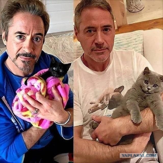 Котики в беде