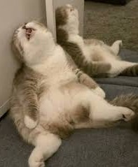 Позы для сна у кошек - что они означают?