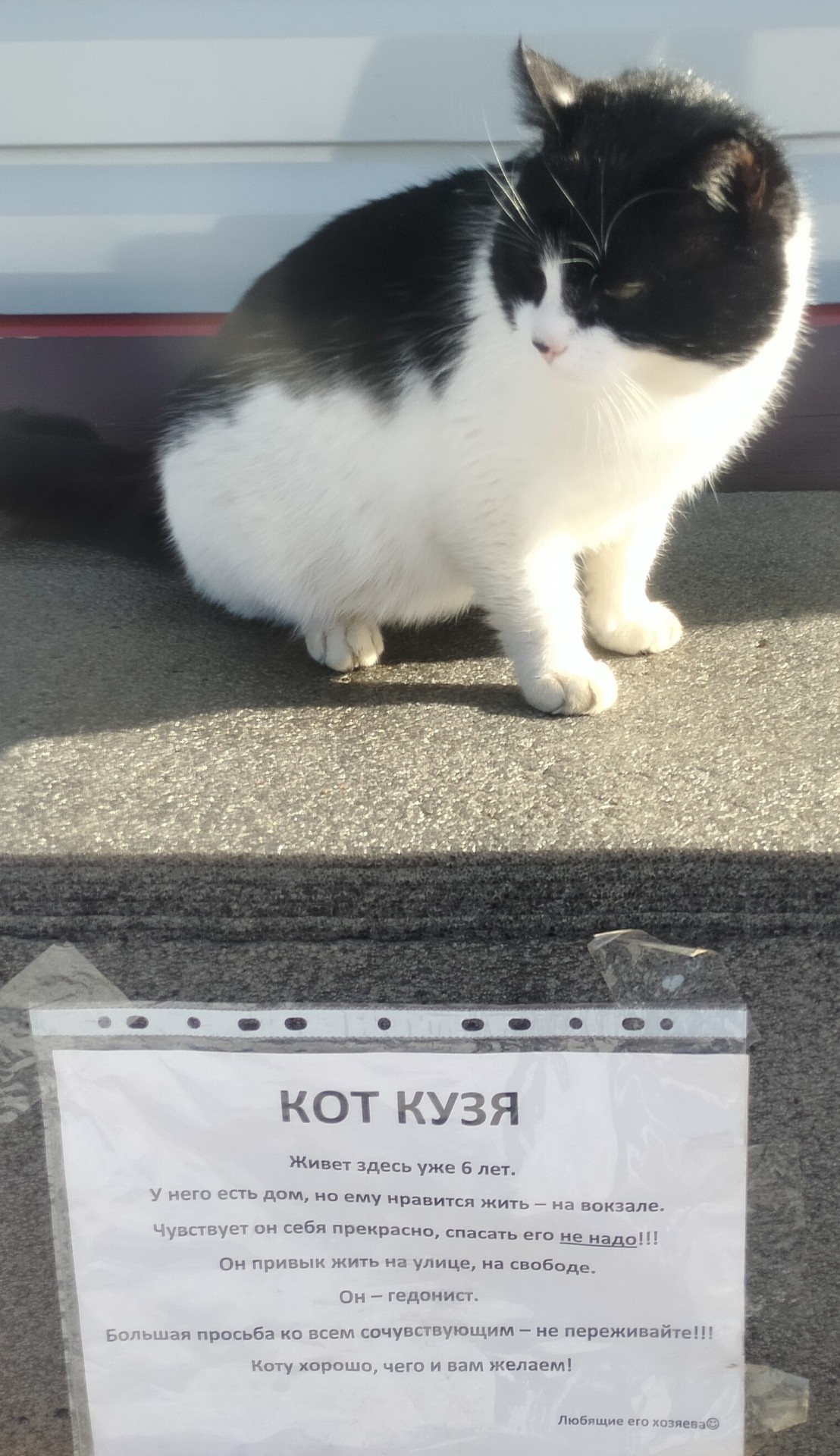 Кот Кузя — гедонист. Работает начальником станции