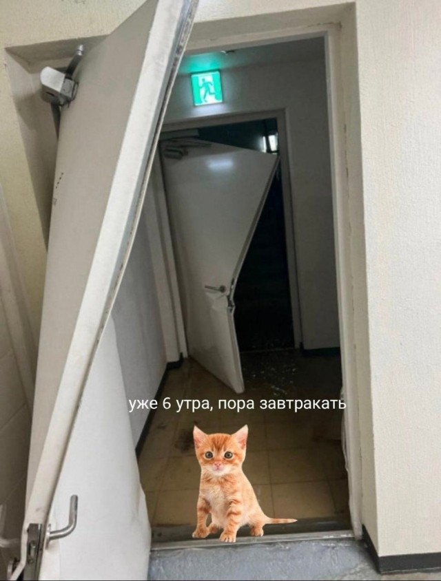 К котовторнику: подборка картинок-баянов с котиками и про котиков. Выпуск 17