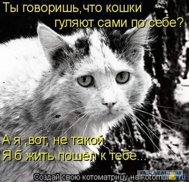 Этот кот - живое воплощение печали