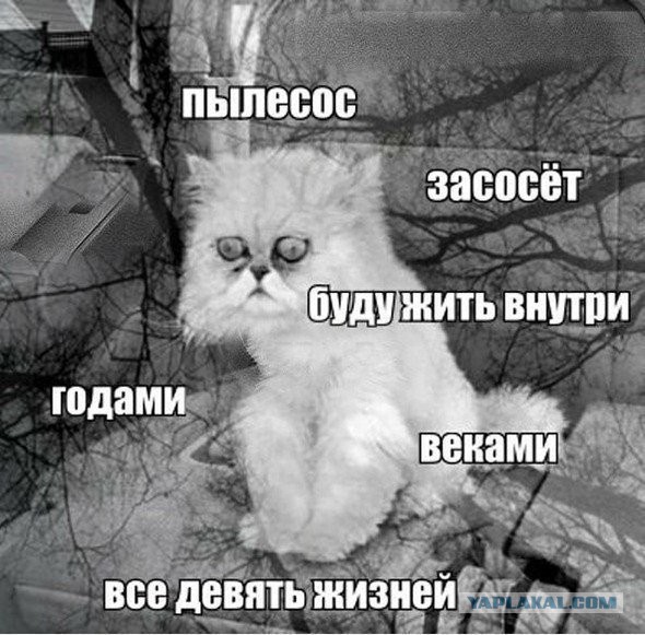 Котик и пылесос