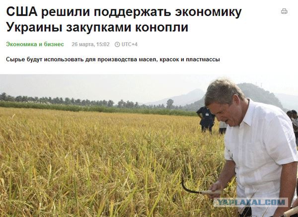 На Майдане посадили огород и строят свинарник.