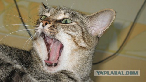 А у тебя есть фото твоей зевающей котейки ?