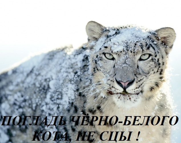 19 диких животных одетых строго по-протоколу