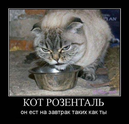Страшнее кошки зверя нет!