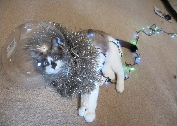 Забавные картинки из Сети