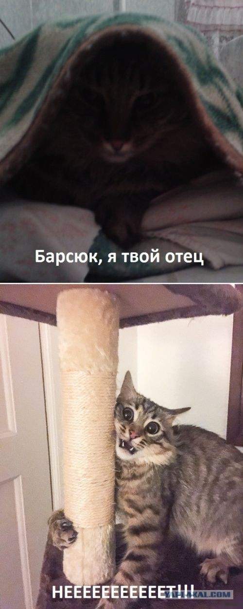 Котовторник 22.12.2015