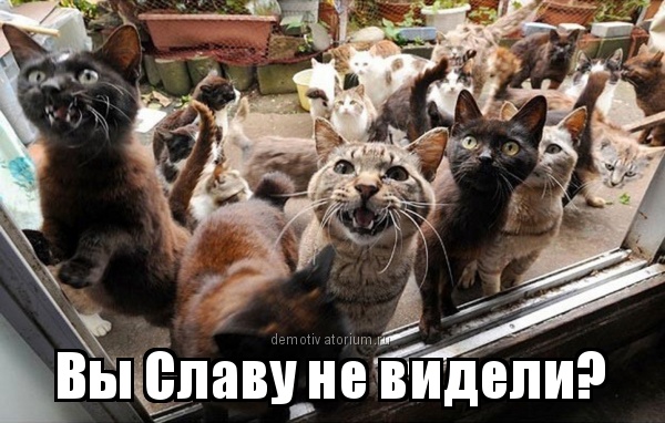 У меня грустные новости для соЯПовца. Слава Новиков тут есть?