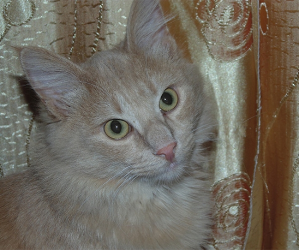 Котовторник  01.03.2016