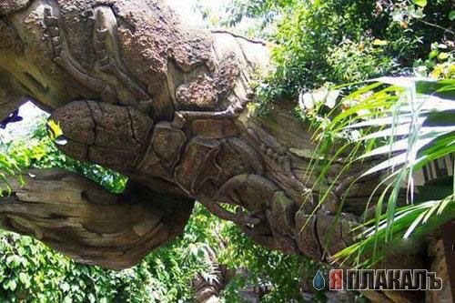 Баобаб! Самое большое дерево