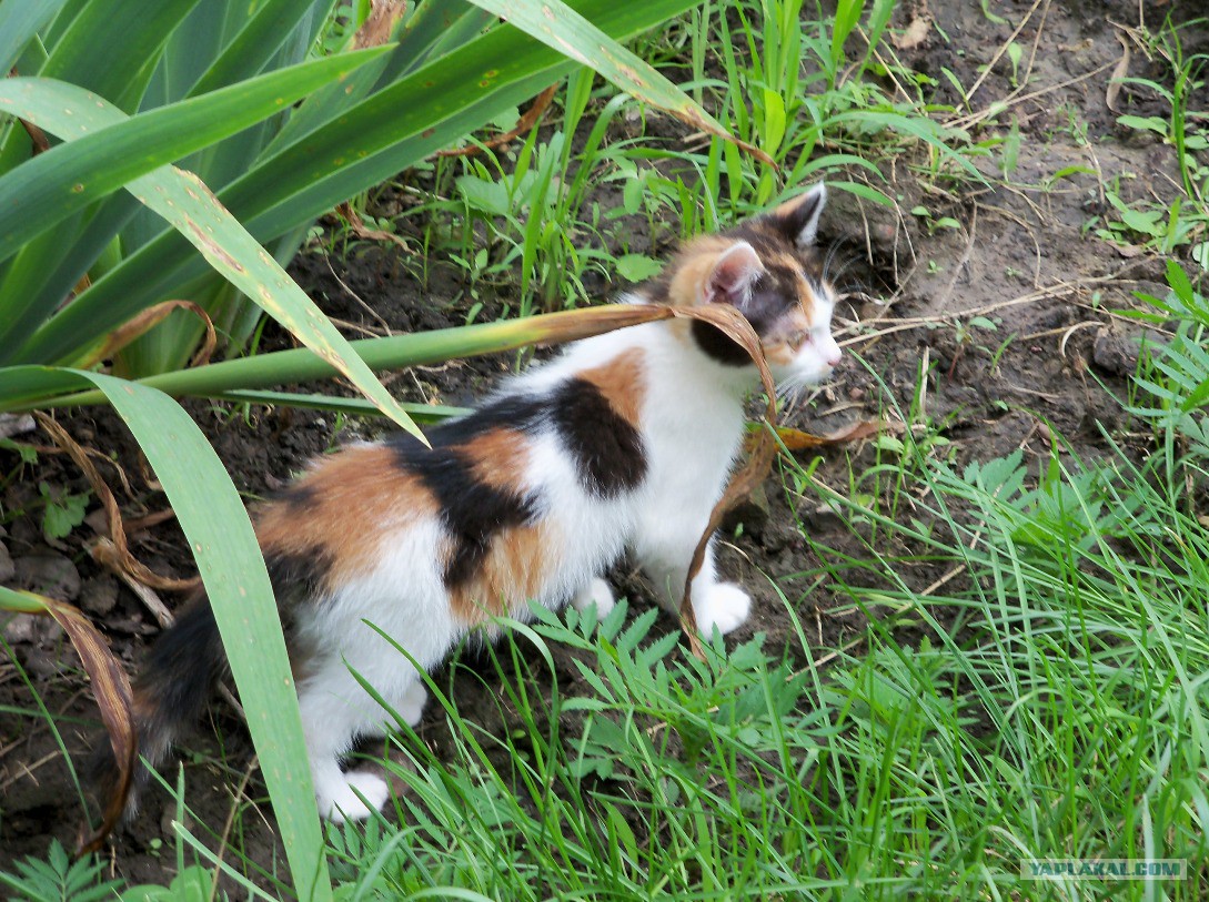 Известно что трехшерстные кошки всегда самки. Анатолийская кошка трехцветная. Дворовая кошка трехцветная. Трёхцветная кошка пушистая. Трехцветный окрас у кошек.
