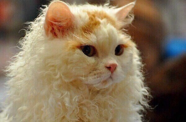 Коты и Кошки