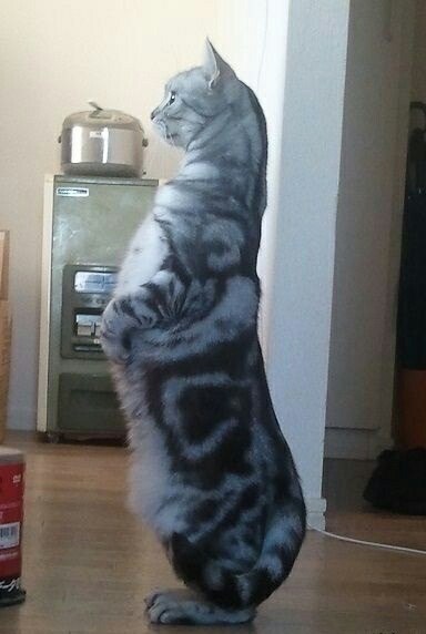Коты и Кошки