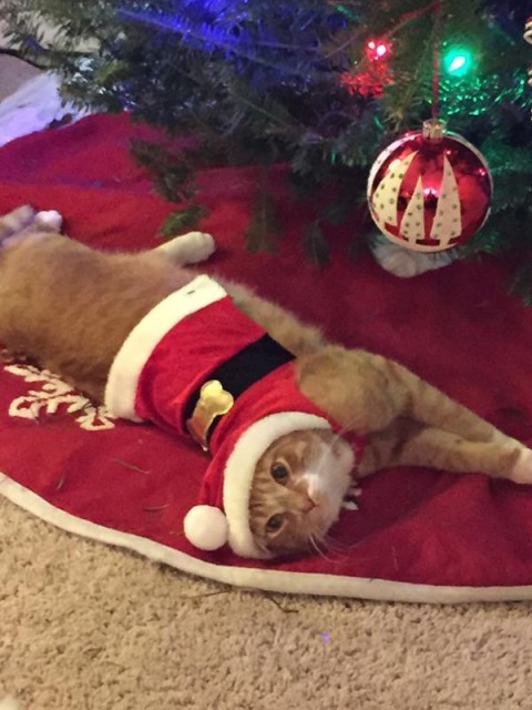 Коты и Кошки