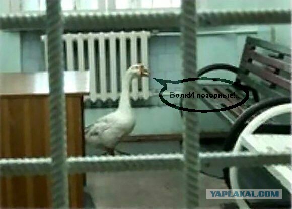 Картинок всяких разных