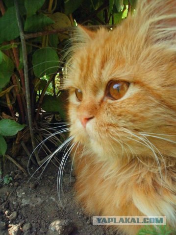 Рыжий котовторник на ЯПлакал!, Смотрим  и добавляем!
